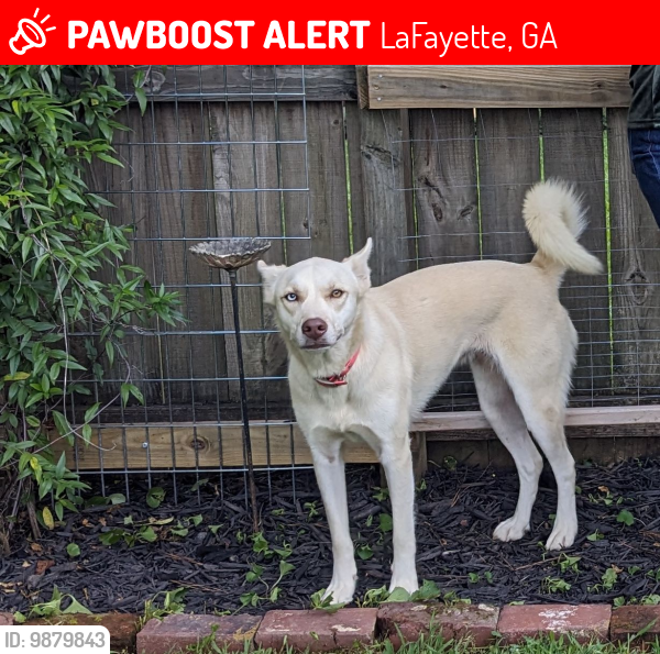 Lost Female Dog last seen Oak Park LaFayette GA, LaFayette, GA 30728