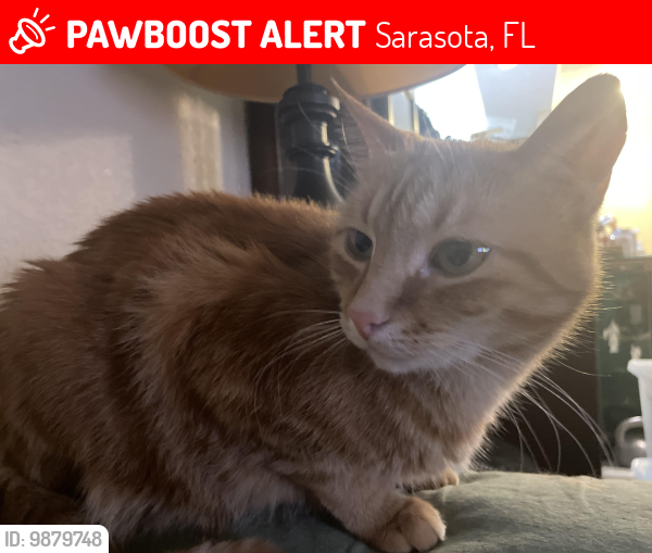 Lost Male Cat last seen Tuttle and Fruitville, Sarasota, FL 34237