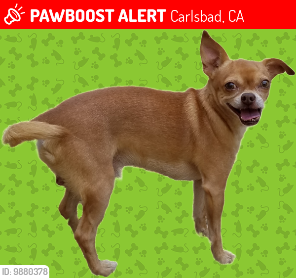 Lost Male Dog last seen Corte Del Abeto, Carlsbad, CA 92011