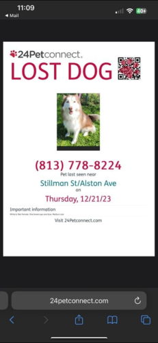 Lost Female Dog last seen Alston ave Zephyrhills,fl, Zephyrhills, FL 33542