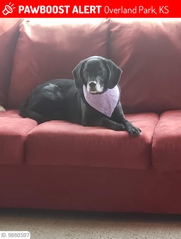 Overland Park, KS Lost Female Dog, Nora Is Missing PawBoost