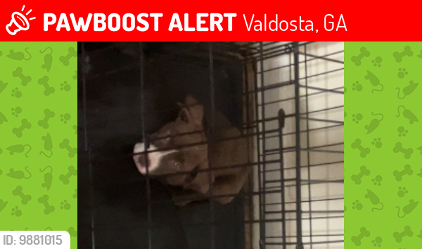 Lost Female Dog last seen Bailey , Valdosta, GA 31602