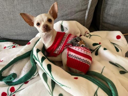Lost Female Dog last seen 62nd Place & Hoover, Los Angeles, CA 90044