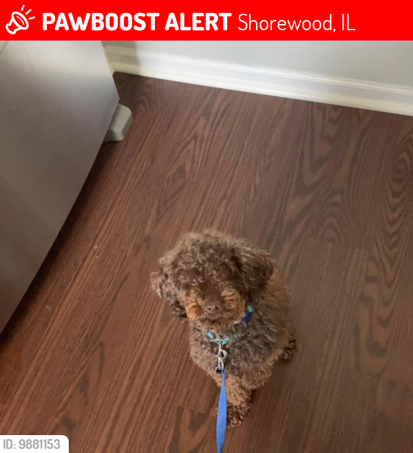 Lost Male Dog last seen Near Phelps lane, Shorewood, IL 60404