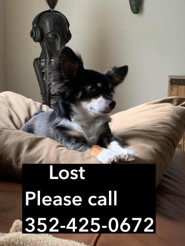 Lost Male Dog last seen Marion Oaks Manor, Marion County, FL 34473