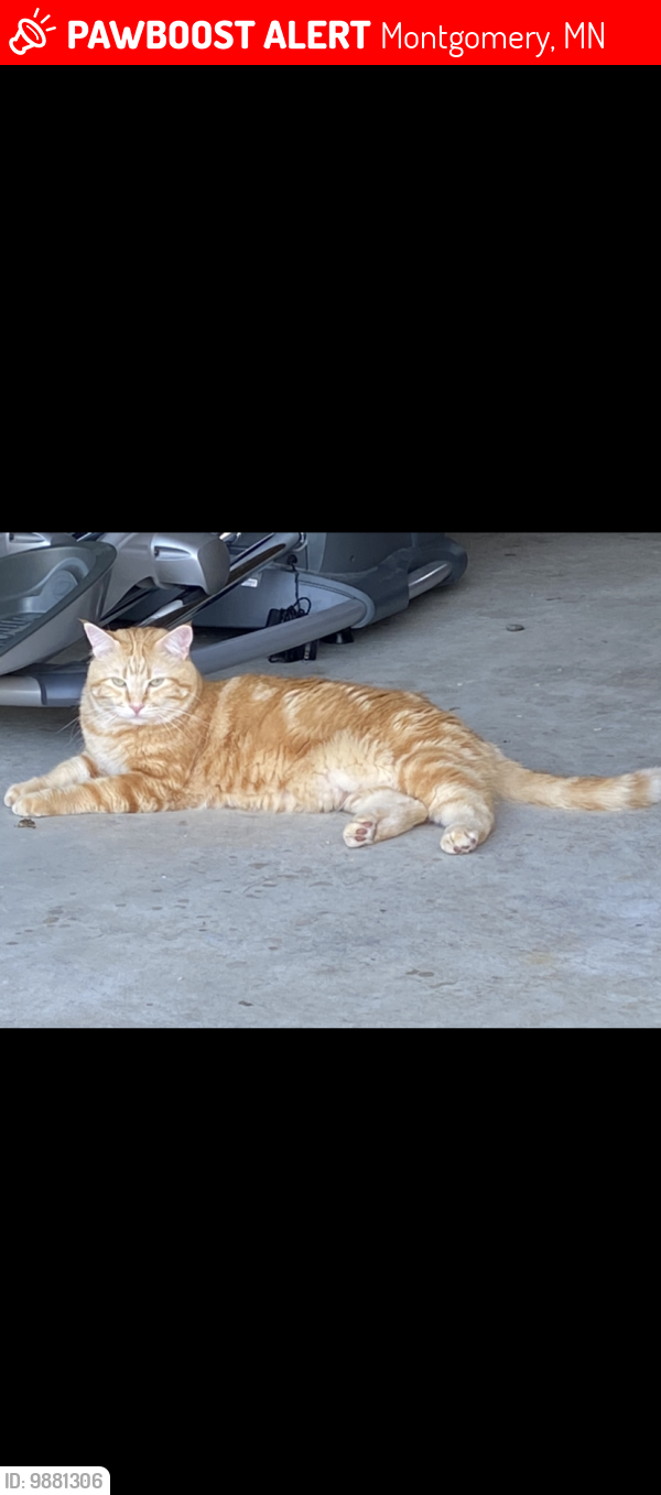 Lost Male Cat last seen Near juniper lane montgomery MN, Montgomery, MN 56069