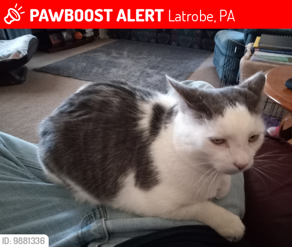 Lost Male Cat last seen West Tacoma Avenue near Latrobe Hospital , Latrobe, PA 15650