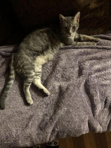 Lost Female Cat last seen French Valley Elementary School, Winchester, CA 92596