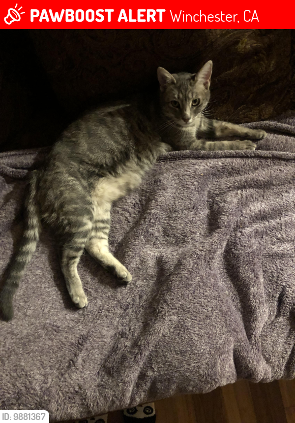 Lost Female Cat last seen French Valley Elementary School, Winchester, CA 92596