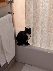Lost Male Cat last seen SW Haines & SW 57th Ave., Portland, OR 97219