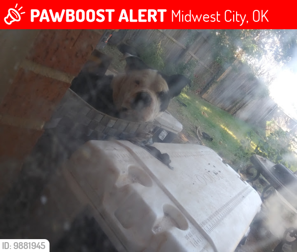 Lost Male Dog last seen Concrete plant at Post Rd and SE 29th Midwest City Ok, Midwest City, OK 73130