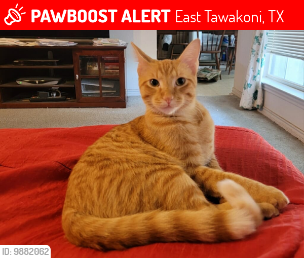 Lost Male Cat last seen Tawakoni Trail & Egret Circle, East Tawakoni, TX 75472, East Tawakoni, TX 75472