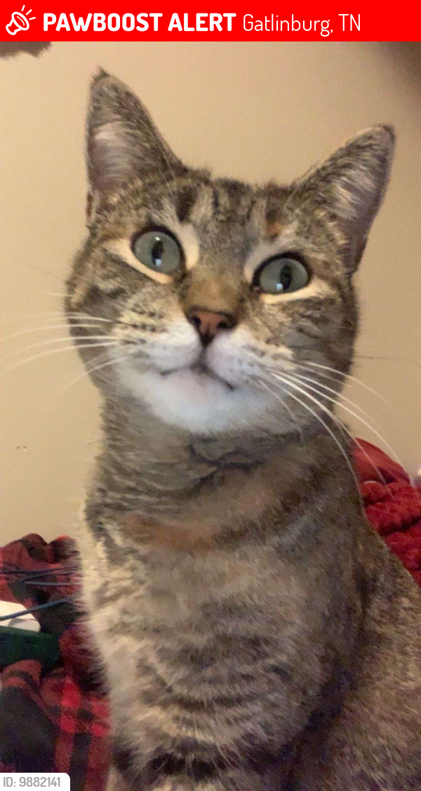 Buckhorn, KY Lost Female Cat, Nala Is Missing PawBoost