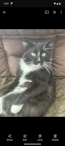 Lost Male Cat last seen Harisson st, Mather st, Green Bay, WI 54303