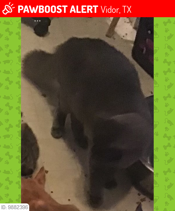 Lost Male Cat last seen The woods behind coffin rd, Vidor, TX 77662