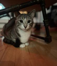 Lost Female Cat last seen Near Idlywyld Drive  Thriftlodge Hotel, Saskatoon, SK S7L 1B6