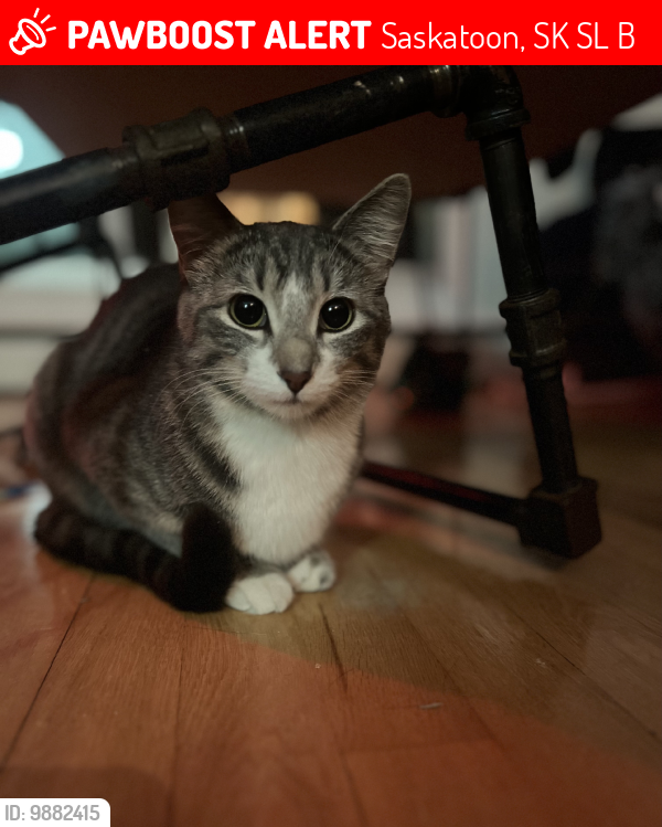 Lost Female Cat last seen Near Idlywyld Drive  Thriftlodge Hotel, Saskatoon, SK S7L 1B6