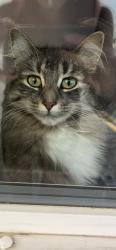 Lost Female Cat last seen Mount Royal, Riverside, Caswell & Mayfair, Saskatoon, SK S7L 1Y8