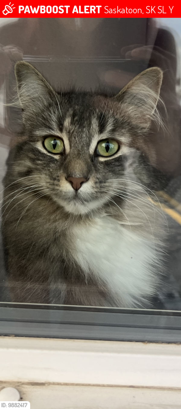 Lost Female Cat last seen Mount Royal, Riverside, Caswell & Mayfair, Saskatoon, SK S7L 1Y8