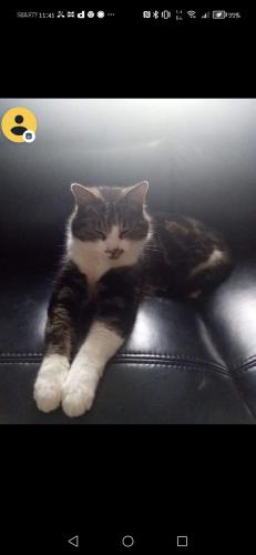 Lost Male Cat last seen Penywaun, Trenant, Hirwaun, Hirwaun, Wales CF44