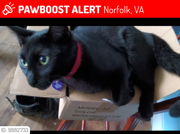 Lost Female Cat last seen Robinhood and Tree Top, Norfolk, VA 23513