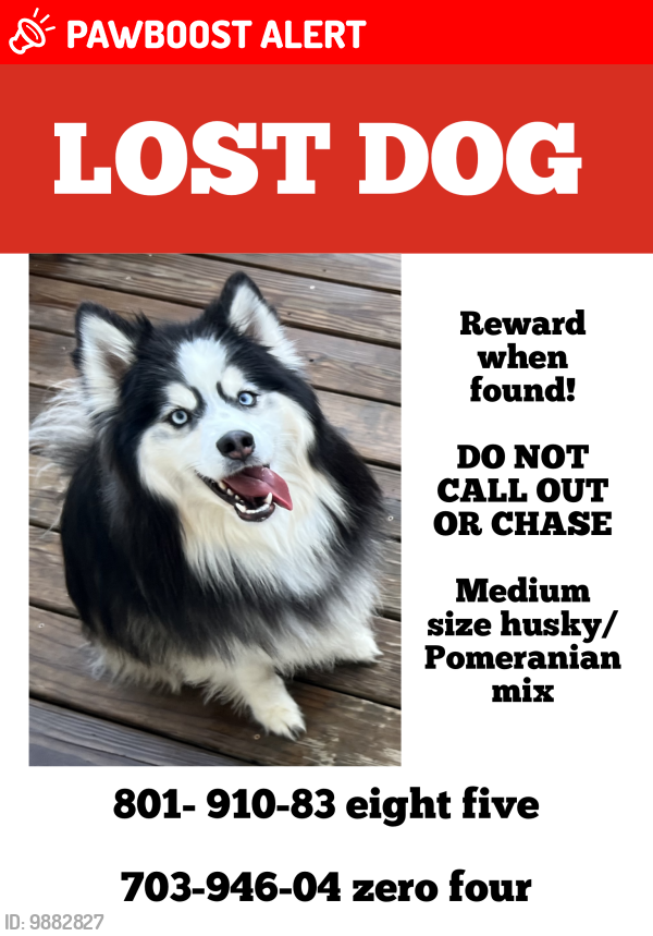 Lost Male Dog last seen Ivy hill ct, Frederick County, VA 22655