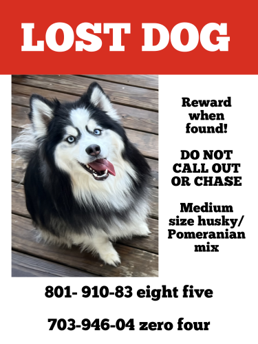 Lost Male Dog last seen Ivy hill ct, Frederick County, VA 22655