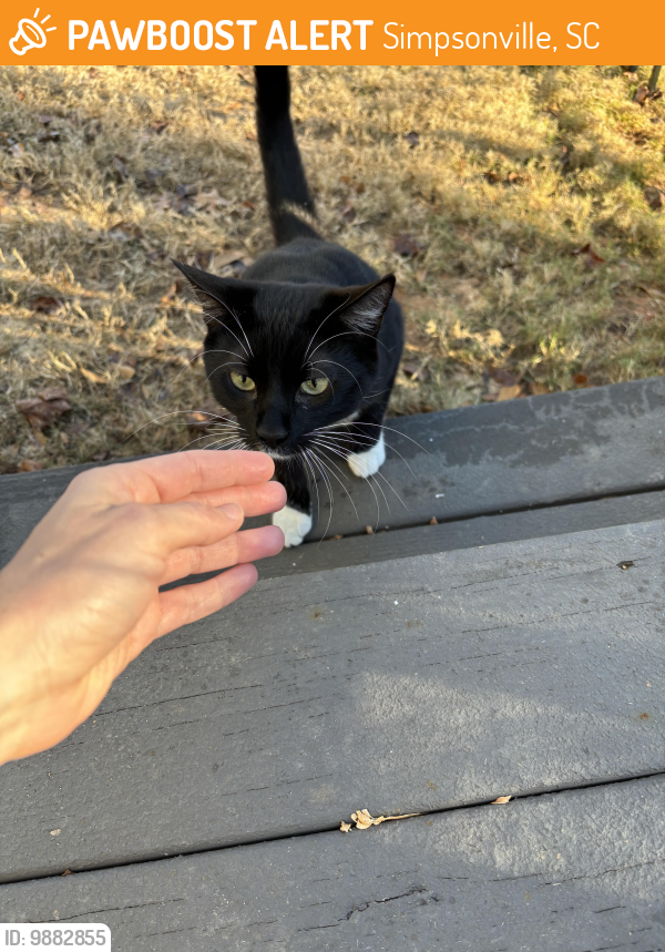 Simpsonville, SC Stray Cat Found Near Morton Road, Simpsonville SC