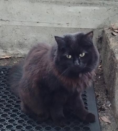 Lost Female Cat last seen 47th Ave S and S Hudson St, Seattle, WA 98118