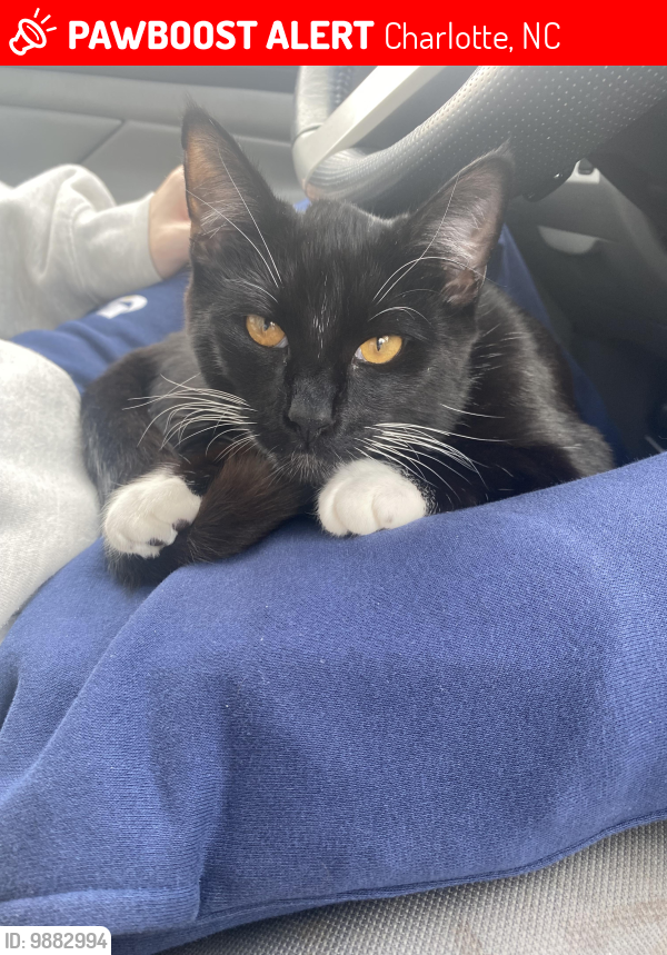 Lost Male Cat last seen Timber springs drive and runaway bay drive, Charlotte, NC 28212
