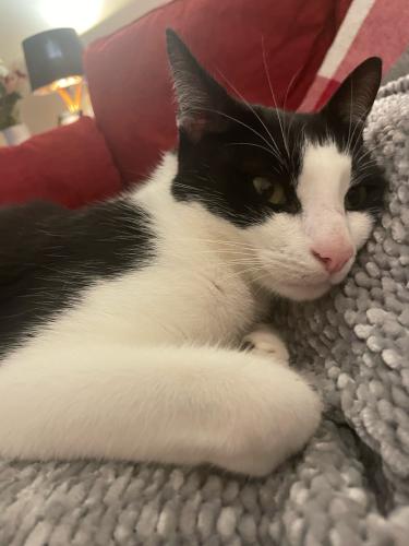 Lost Male Cat last seen Bs32 4fr, South Gloucestershire, England BS32