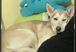 Lost Male Dog last seen Yucca Sylvania , Fort Worth, TX 76111
