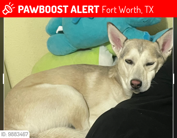 Lost Male Dog last seen Yucca Sylvania , Fort Worth, TX 76111