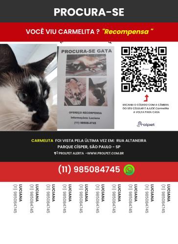 Lost Female Cat last seen Rua Bolívar Ribeiro Boaventura , Parque Cisper, SP 03819-000