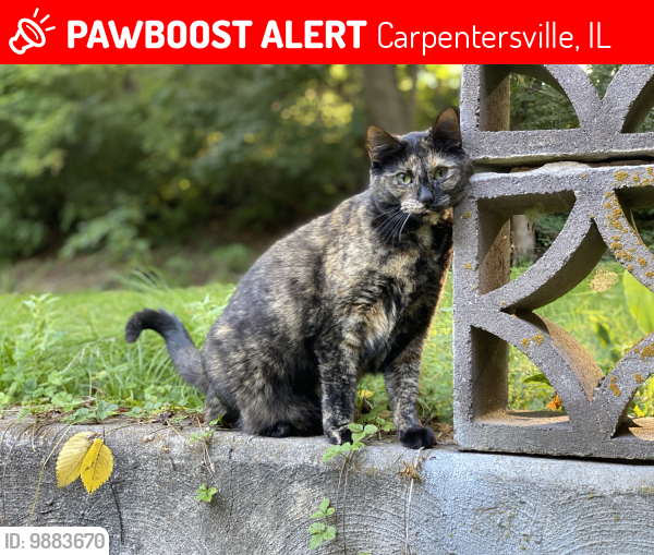 Lost Female Cat last seen North Western Avenue (IL Rte 31) and Lincoln Avenue, Carpentersville, IL , Carpentersville, IL 60110