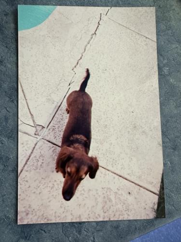 Lost Male Dog last seen Imperial near Hamburger stand El Centro CA, El Centro, CA 92243