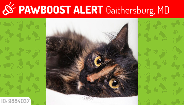 Lost Female Cat last seen Near Blue Smoke Way Gaithersburg, MD 20879, Gaithersburg, MD 20879