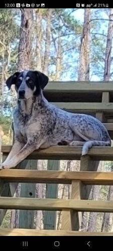 Lost Female Dog last seen Bronx rd saratoga tx, Saratoga, TX 77585