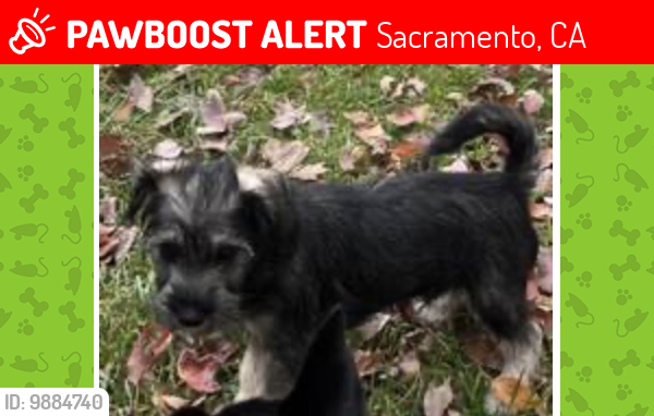 Lost Male Dog last seen Stolen not sure, Sacramento, CA 95814