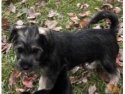 Lost Male Dog last seen Stolen not sure, Sacramento, CA 95814