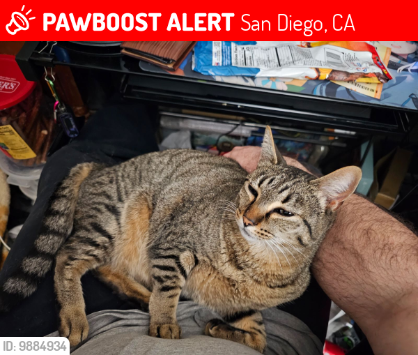 Lost Female Cat last seen gilmartin drive 92114, San Diego, CA 92114