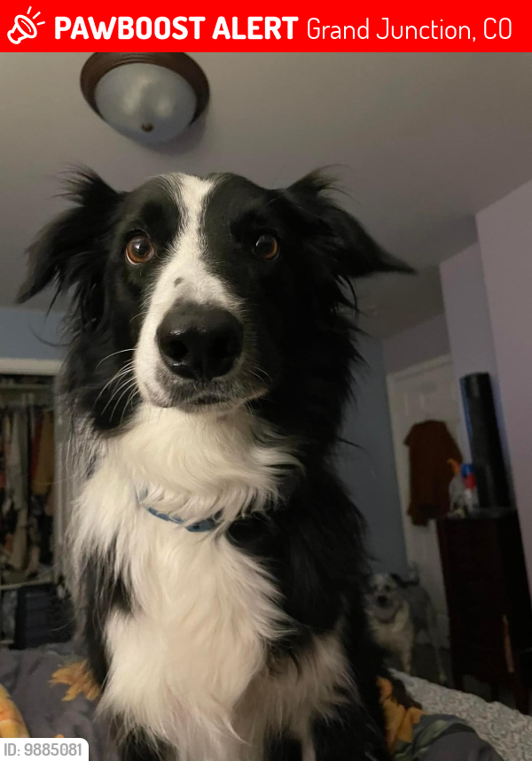 Lost Male Dog last seen Between 7th Street and 12th Street close to Holy Family, Grand Junction, CO 81501