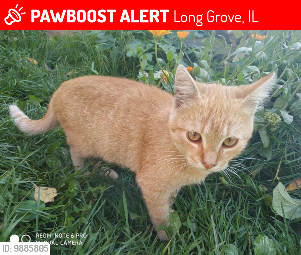 Lost Male Cat last seen Dimond Lake Rd. & Gilmer Rd., Long Grove, IL 60089