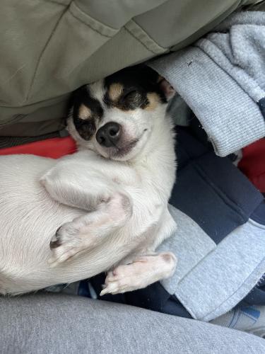 Lost Male Dog last seen Grand and jackson, Buena Park, CA 90620