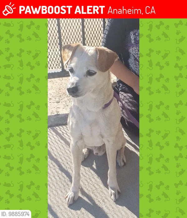 Lost Male Dog last seen Near N Rampart St Orange Ca 92868, Anaheim, CA 92806