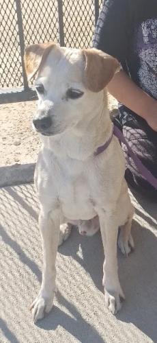 Lost Male Dog last seen Near N Rampart St Orange Ca 92868, Anaheim, CA 92806