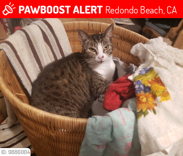 Lost Female Cat last seen Francesca, Redondo Beach, CA 90277