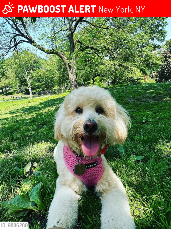 Lost Female Dog last seen Central Park , New York, NY 10019
