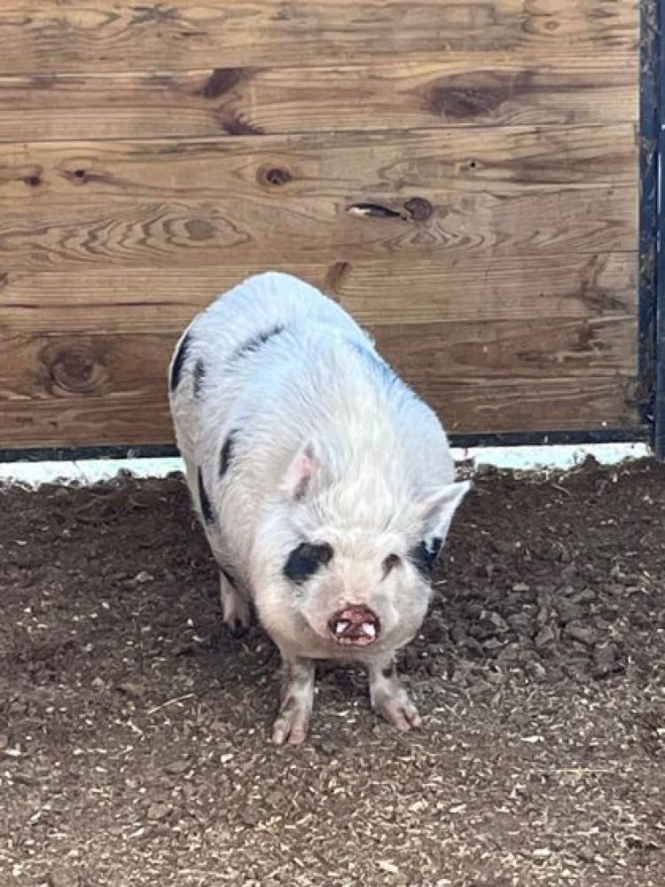 Shelter Stray Male Pig last seen Near JOOR, 70791, LA, Baton Rouge, LA 70820