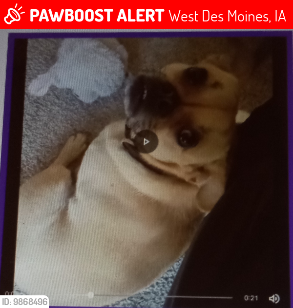 Lost Male Dog last seen Near Grand Ave , West Des Moines, IA 50265